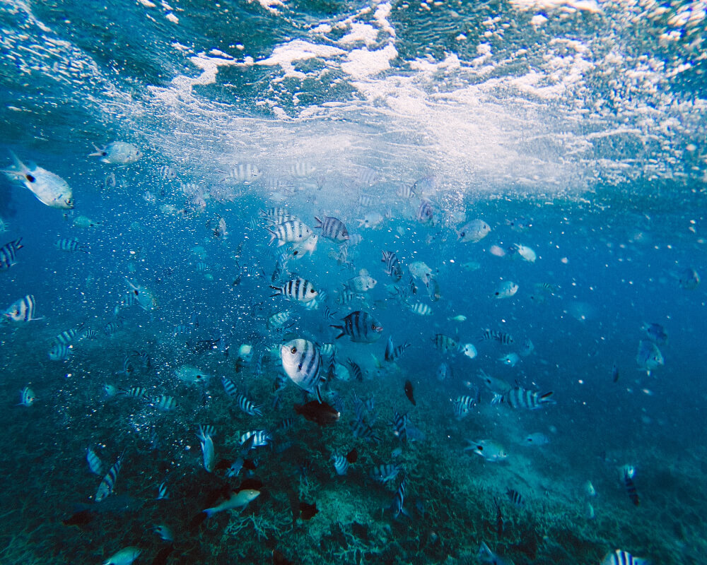 Atuttomondo - Viaggio di gruppo organizzato  nell'Oceano Indiano: Mauritius, atuttomondo
