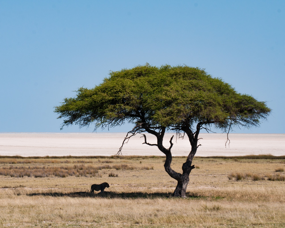 Viaggio di gruppo Safari, Namibia in lodge
