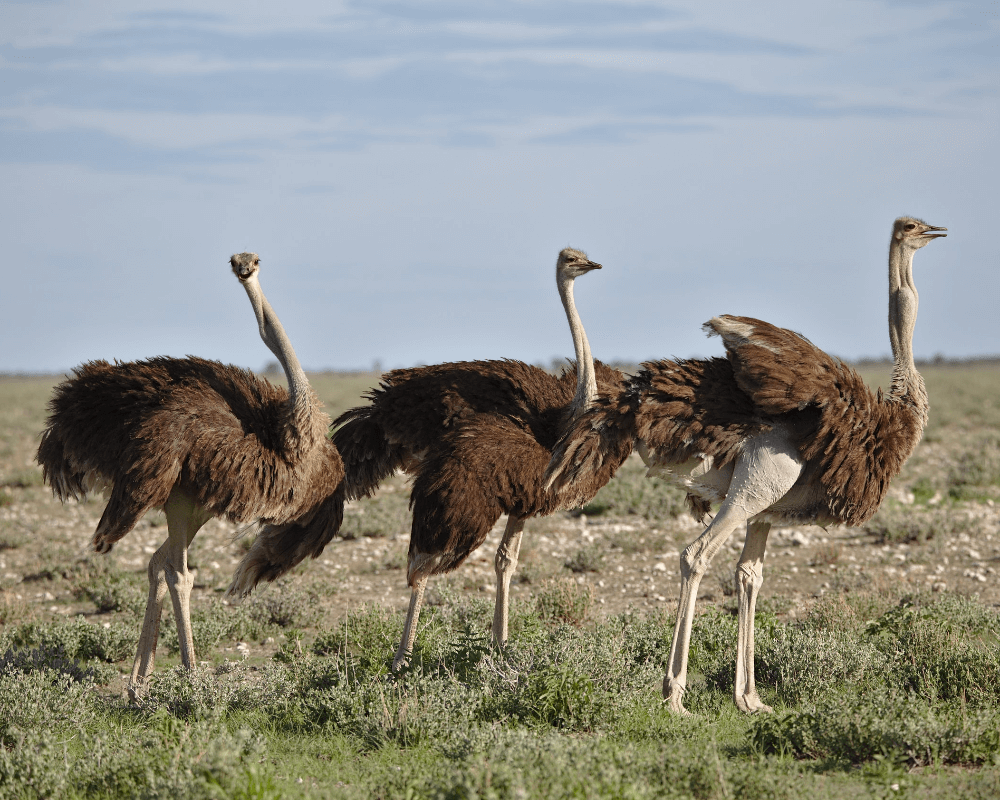 Atuttomondo - viaggio di gruppo organizzato  Safari, Namibia in lodge, atuttomondo