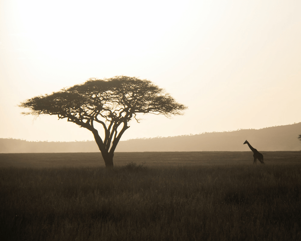 Viaggio di gruppo in Tanzania