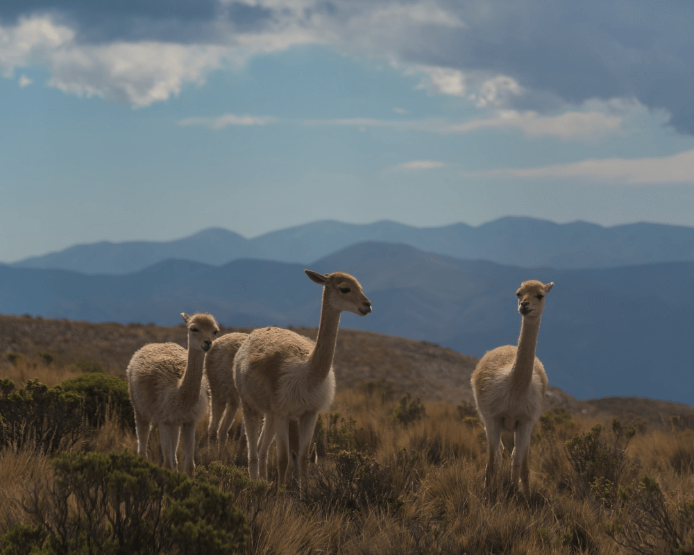Viaggio di gruppo in Argentina
